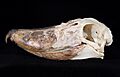 Naturalis Biodiversity Center - ZMA.AVES.26542 - Balaeniceps rex Gould, 1850 - Balaenicipitidae - skeleton (whole) specimen