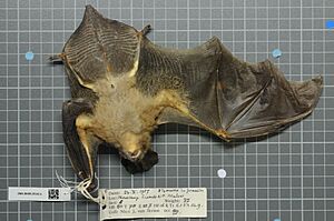 Naturalis Biodiversity Center - ZMA.MAM.28345.b ven - Nycteris grandis - skin.jpeg