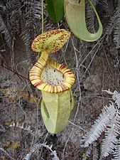 Nepenthes mirabilis var. echinostoma x N. rafflesiana