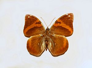 Nymphalidae - Opsiphanes cassina.JPG