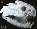 Onychodus jandemarrai holotype skull