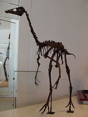 OrnithomimusROM.JPG