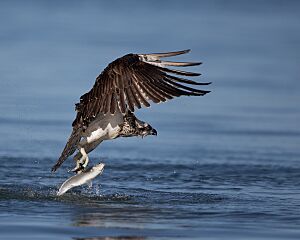 Osprey with catch at Peel Harvey Estuary