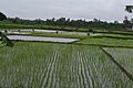 Paddy field, Vietnam