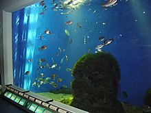Peces en el Aquarium Finisterrae