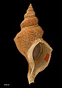 Penion sulcatus (Lamarck, 1816) (AM MA71144-1)