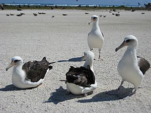 Phoebastria immutabilis - Tern Island, French Frigate Shoals, Northwestern Hawaiian Islands, USA
