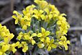 Physaria congesta flowers flowering