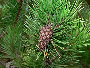 Pinus contorta 28289