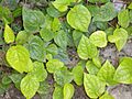 Piper betle plant
