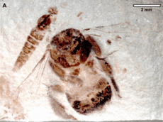 Plos One 108865 Fig 3 A Euglossopteryx biesmeijeri