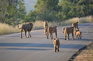 Pride of lions Kruger
