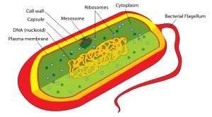 Prokaryote cell diagram