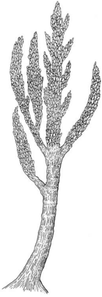 Prototaxites Dawson1888
