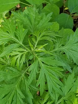 Ragweed (Ambrosia artemisiifolia)