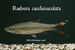 Rasbora caudimaculata.jpg
