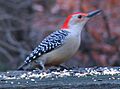Red-bellied woodpecker on railing