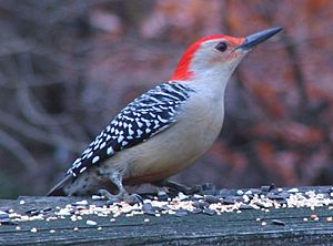 Red-bellied woodpecker on railing