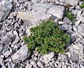 Rhodiola rosea a6