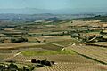 Rioja vineyards
