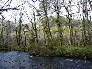 River Fowey and Largin Woods - geograph.org.uk - 750073