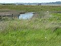Round Hill Pit, Aldeburgh 2