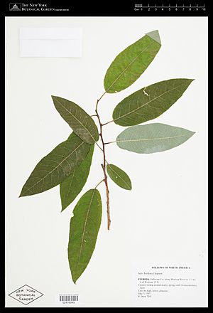 Salix floridana.jpg