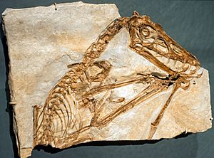 Scaphognathus crassirostris cast - Pterosaurs Flight in the Age of Dinosaurs.jpg