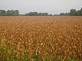 Scorched corn fields near Jonesville, LA IMG 1176
