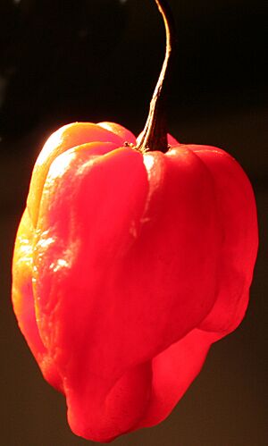 Scotch-bonnet