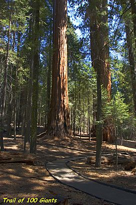 Sequoias (5631739293).jpg