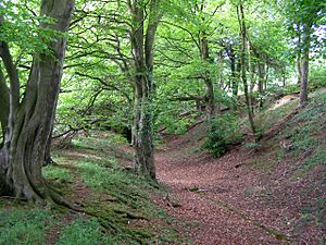 Southwest ditch and rampart at Clearbury Ring - geograph.org.uk - 177614