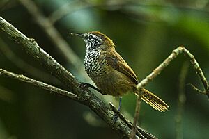 Spot-breasted Wren - Chiapas - Mexico S4E7492 (16980542558).jpg