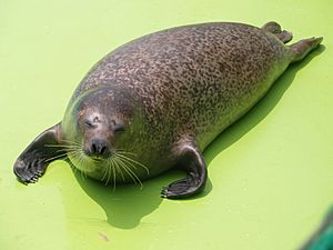 Spotted Seal2.JPG