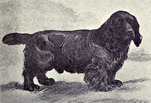 Sussex Spaniel from 1915