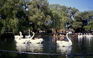 Swanboat Ride, Centreville