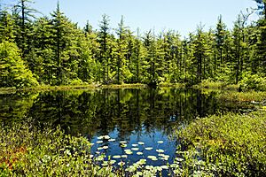 TamarackSwampNNL