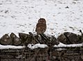 Tawny Owl Yorkshire