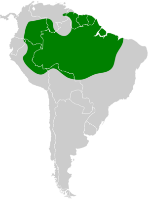 Thamnophilus amazonicus map.svg