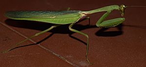 The Green Praying Mantis (Sphodromantis viridis)