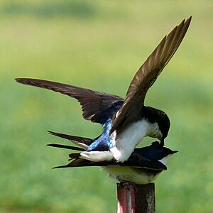 Tree Swallow-27527-4c