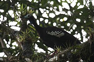 Trinidad piping-guan.jpg