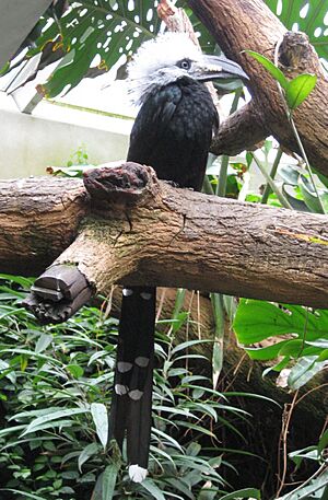 Tropicranus albocristatus -Central Park Zoo-6a-4c.jpg