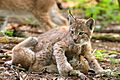 Two lynxes playing