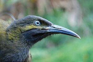 USFWS Gymnomyza samoensis R. Stirnemann (21868973260).jpg