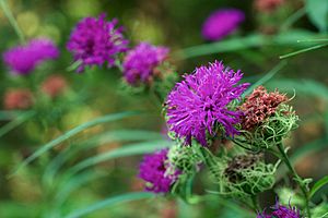 Vernonia arkansana.jpg