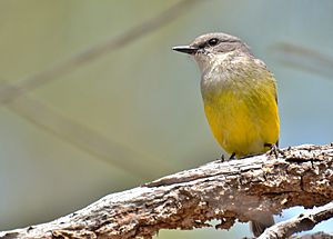 Western Yellow Robin
