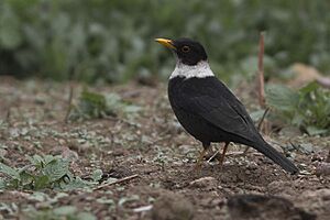 White-collared Blackbird Khangchendzonga Biosphere Reserve West Sikkim India 15.02.2016.jpg