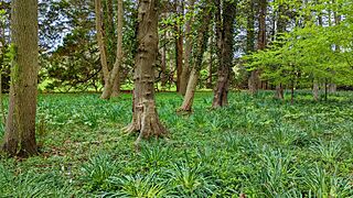 Woods - Blithewold Mansion - Bristol, RI - PXL 20230504 164602794