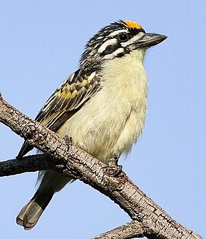 Yellow-fronted tinkerbird, Pogoniulus chrysoconus, at Walter Sisulu National Botanical Garden, South Africa (15819114098), crop.jpg
